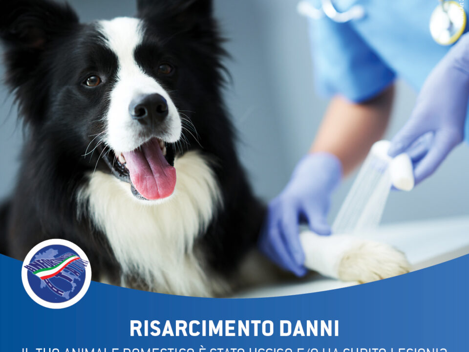 animale domestico ucciso o lesioni